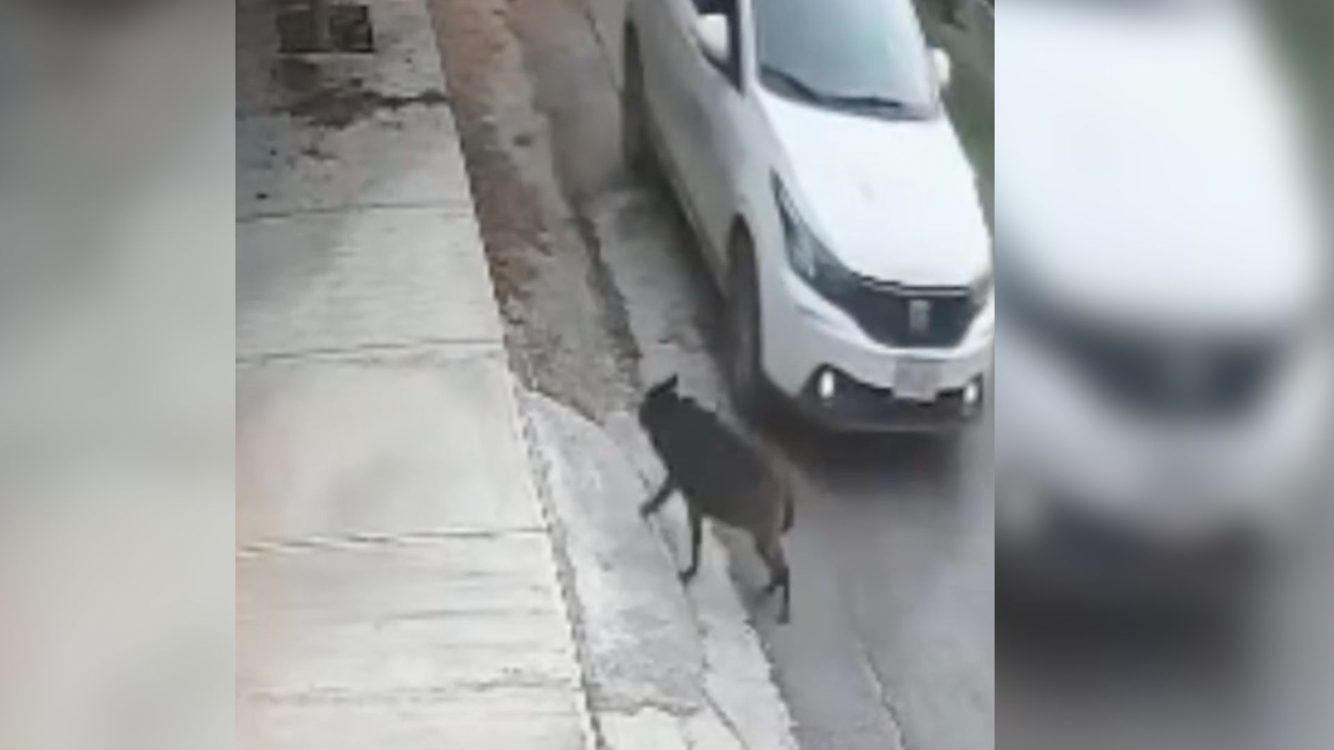 Detienen a Hombre por Presuntamente Arrollar Intencionalmente a Perra en Saltillo